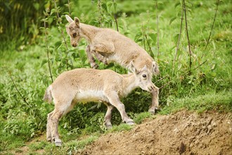 Alpine ibex (Capra ibex) youngsters jumging in the air playing on a meadow, playing, wildlife Park