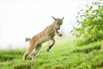 Alpine ibex (Capra ibex) youngster jumging in the air on a meadow, playing, wildlife Park Aurach