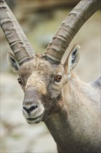 Alpine ibex (Capra ibex) male, portrait, wildlife Park Aurach near Kitzbuehl, Austria, Europe