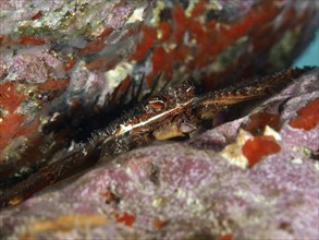 Nimble spray crab (Percnon gibbesi) hiding between rocky underwater structures. Dive site