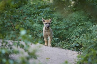 Gray wolf (Canis lupus), puppy standing on a path surrounded by green ferns, summer, Germany,