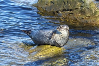 Harbor seal, phoca vitulina vitulina. Seal resting on a rock by the sea and watching. Forillon