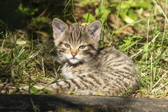 A tabby kitten sits in the forest on the grassy ground in the sunlight, wildcat (Felis silvestris),