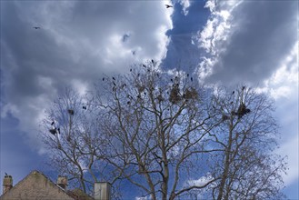 Carrion crows (Corvus corone) nesting in the crown of a plane tree (Platanus), Kitzingen, Lower