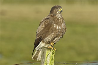 Steppe buzzard (Buteo buteo) sitting on a post of a pasture fence, Lower Saxony, Germany, Europe