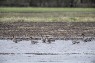 Bean Geese (Anser fabalis), Emsland, Lower Saxony, Germany, Europe