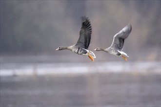 Greater white-fronted geese (Anser albifrons), landing, Emsland, Lower Saxony, Germany, Europe