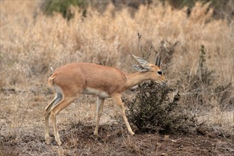 Steenbok (Raphicerus campestris), adult, male, feeding, vigilant, dwarf antelope, Kruger National