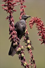 Red-winged Starling (Onychognathus morio), adult, female, foraging, on honeybush (Melianthus