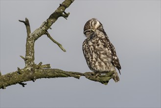 Little owl (Athene noctua), preening itself, Emsland, Lower Saxony, Germany, Europe