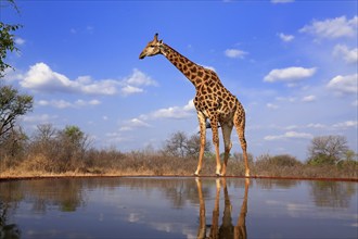 Southern giraffe (Giraffa camelopardalis giraffa), adult, at the water, Kruger National Park,