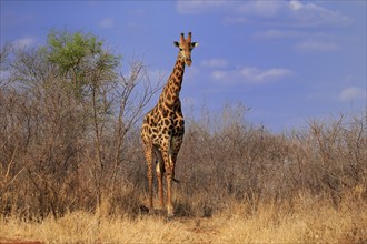 Southern giraffe (Giraffa camelopardalis giraffa), adult, foraging, Kruger National Park, Kruger