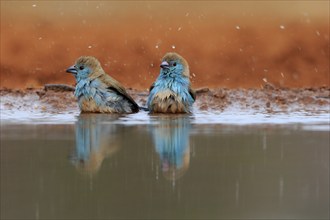 Angolan butterfly finch (Uraeginthus angolensis), blue-eared butterfly finch, adult, two birds, at