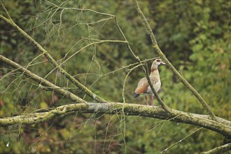 Egyptian Goose (Alopochen aegyptiaca) adult bird, Allgäu, Bavaria, Germany, Allgäu/Bavaria,