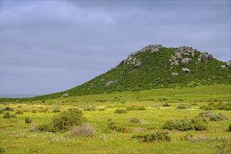 Spring blossom, wildflower blossom at Postberg, Langebaan Lagoon, West Coast National Park, West