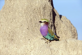 Africa, Botswana, Fork-tailed Roller, Coracias caudatus, Botswana, Africa