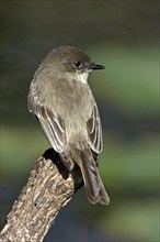 White-bellied Phoebe Flycatcher, Phoebe, Eastern Phoebe, (Sayornis phoebe), Anhinga Trail,