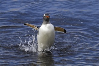 Gentoo penguin (Pygoscelis papua), on Sounders Island, Falkland Islands, Antarctica, walks out of