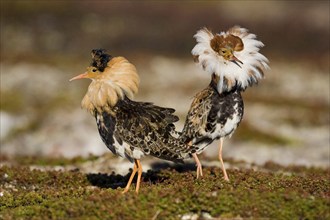 Ruff, ruff plumage, display plumage, courtship display, Norway, Varanger, pair, Varanger Peninsula,