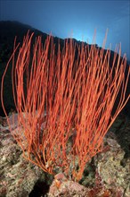 Red shrub gorgonian (Ellisella ceratophyta) Rute gorgonian whip coral, Indian Ocean, Maldives, Asia