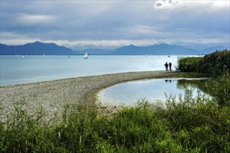 Common reed (Phragmites australis), gravel, beach, shore of Lake Chiemsee with Chiemgau Alps,