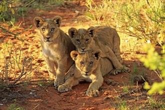 Lion (Panthera leo), three cubs, four months old, siblings, alert, curious, Tswalu Game Reserve,