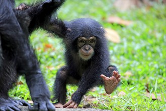 Chimpanzee (Pan troglodytes troglodytes), young animal