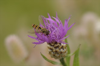 Wood hoverfly (Episyrphus balteatus), sits in a meadow knapweed, drinks nectar, Upper Franconia,