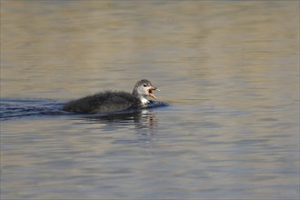 Coot (Fulica atra) juvenile baby bird calling on water of a pond in the spring, Suffolk, England,