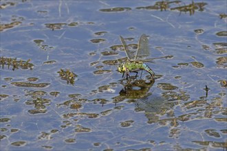 Emperor dragonfly (Anax imperator) adult female insect laying its eggs in the water of a pond,