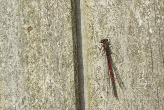 Large red damselfly (Pyrrhosoma nymphula) adult insect resting on a wooden garden fence, Suffolk,