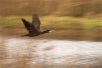 Flying great cormorant (Phalacrocorax carbo), following bird, motion blur, Hesse, Germany, Europe