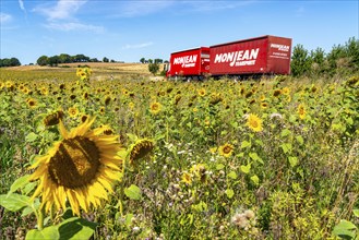 Country road, with lorry Sunflower field southeast of Nideggen, in the Rureifel, North