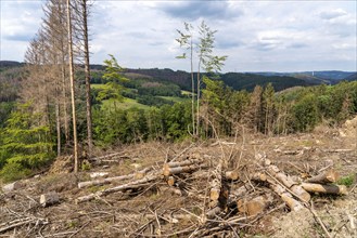 Forest dieback in Sauerland, north of Lüdenscheid, cleared area, diseased trees, over 70 per cent