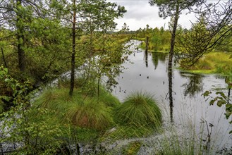 The Pietzmoor, raised bog in the Lüneburg Heath nature reserve, near Schneverdingen, Lower Saxony,