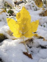 Norway Maple (Acer pseudoplatanus), single yellow, autumn colored leaf, standing upright in snow