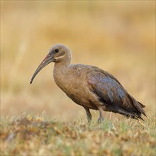 Hagedash, Hadada Ibis, (Bostrychia hagedash), Ibis, Wakkerstrom surroundings, Wakkerstrom,