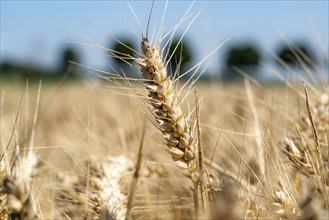 Agriculture, grain harvest, wheat, wheat field, shortly in front of harvest, ears of wheat, near