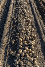 Potato harvest, Melodie variety, so-called split harvesting method, first the tubers are taken out