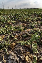 Field with withered plants, sugar beet that did not survive the long drought, low rainfall summer