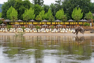 Beach bar with baby elephant Rinteln Germany