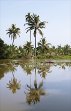 River landscape with palm trees in the canal system of the backwaters, Kerala, India, Asia