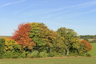 Row of trees, cherry (Prunus) and maple (Acer) with autumn leaves at the edge of a field, blue sky,