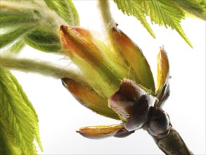 Chestnut, common horse-chestnut (Aesculus hippocastanum), sticky bud with young leaves, fine hairs