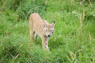 Eurasian lynx (Lynx lynx) walking through the grass, Bavaria, Germany, Europe