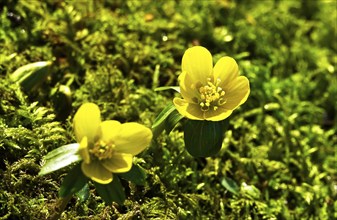 Winter aconites (Eranthis hyemalis), Germany, Europe