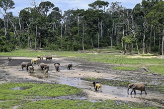 African forest elephants (Loxodonta cyclotis) in the Dzanga Bai forest clearing, Dzanga-Ndoki