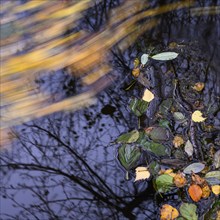 Autumn leaves in the water, river, water, autumn, Vechta, Lower Saxony, Germany, Europe