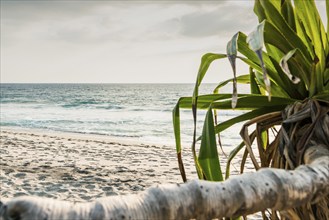 Mangsit beach in Sengiggi, empty, text field, background, palm beach, travel, tourism, sea, beach,