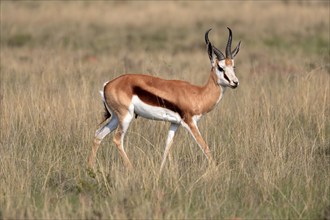 Springbok (Antidorcas marsupialis), adult, male, foraging, running, Mountain Zebra National Park,